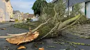 Baumkataster: Mansfelder Grund-Helbra prüft jeden Baum auf Sicherheit