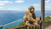 Berberaffen in Gibraltar: Erde als Medizin gegen Junkfood-Bauchschmerzen