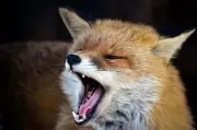Berliner Behörden warnen vor aggressivem Fuchs in Reinickendorf nach Hundetötung