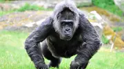 Berliner Zoo feiert Weltrekord: Gorilla-Oma Fatou wird 69 Jahre alt