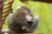 Überraschender Kronmaki-Nachwuchs im Zoo Dresden geboren
