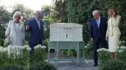 Bienen im Weißen Haus: Trump und der königliche Gartenbummel