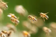Bienenschwarm löst Panik in israelischer Kleinstadt Netivot aus