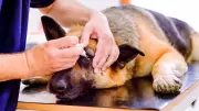 Bindehautentzündung beim Hund: Symptome, Ursachen und Behandlung