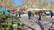 Bitterfelder Bauernmarkt: Regionale Schätze und Überraschungen
