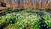 Blütenteppich im Brodaer Wald: Frühlingsspektakel am Tollensesee begeistert Naturfreunde