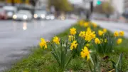 Bodenfrost in Sachsen-Anhalt: Gärtner müssen Pflanzen noch bis Mitte der Woche schützen