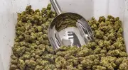 Boom bei Online-Cannabis-Rezepten: Apotheker kritisieren Missbrauch