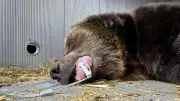 Braunbärin Teddy im Bärenwald Müritz angekommen
