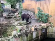 Braunbärin Teddy zieht nach Jahrzehnten im Tierpark in den Bärenwald Müritz um