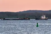 Buckelwal auf dem Weg in die Nordsee: Rettungsaktion läuft
