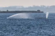 Buckelwal in Ostsee: Umweltministerium sieht keine Gefahr für Wasserqualität