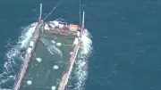 Buckelwal Timmy schwimmt in die Freiheit: Letzte Etappe zur Nordsee