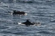 Buckelwal vor Poel lenkt Blick auf bedrohte Schweinswale in der Ostsee
