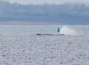 Buckelwal vor Poel: Rettungsaktion soll verharrendes Tier zurück in die Ostsee führen