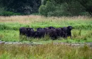 Bundesförderung für nasse Moore: 1,75 Milliarden Euro für klimafreundliche Landwirtschaft