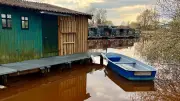 Burgunderblutalge färbt Gewässer an der Mecklenburgischen Seenplatte rot-braun
