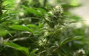 Cannabis-Anbauvereine in Sachsen-Anhalt: 16 Genehmigungen nach Teillegalisierung