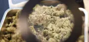 Cannabis-Legalisierung: Zweiter Zwischenbericht entkräftet Kritiker-Befürchtungen