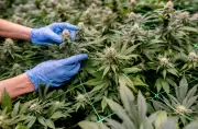 Cannabis Social Clubs: Thüringen hinkt bei Anbauvereinen hinterher