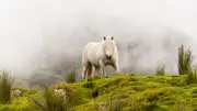 Connemara-Ponys: Irlands robuste Allrounder mit großem Charakter