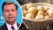 CSU-Politiker fordert nationale Kartoffel-Reserve gegen Vernichtung
