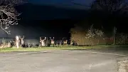 Damwild-Rudel bei Goldschau: Woher kommen die vielen Hirsche an der Straße?