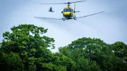 Dessau-Roßlau bekämpft Eichenprozessionsspinner mit Drohnen und Nematoden