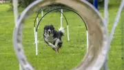 Deutschlands erster Hundefreizeitpark: Seilbahn, Parcours und Hallenbad für Vierbeiner