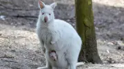 Deutschlands erster Inklusions-Zoo: Hier leben behinderte Tiere