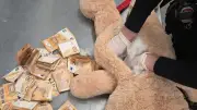 DHL-Mitarbeiter entdeckt 50.000 Euro in Teddybär: Geldbündel unter Plüschfell