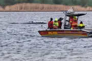 DLRG startet Rettungsversuch für Wal am Dienstagmorgen