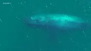 Drama in der Ostsee: Gestrandeter Buckelwal vor Poel bewegt die Nation