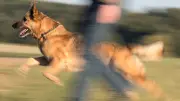 Dramatischer Hundevorfall in Tangermünde: Schäferhund greift Besitzer an - Polizei muss einschreiten