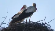 Eggesiner Storchenpaar nach 25 Tagen Trennung wieder vereint