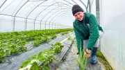 Erdbeersaison in Rackith: Ukrainerin Diana Moroz als Saisonkraft unverzichtbar