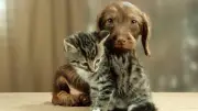EU beschließt Chip-Pflicht für Hunde und Katzen ab 2026