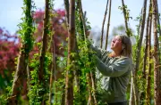 Europa-Rosarium startet Saison mit erstem Blütenzauber