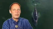 Experte kritisiert Rettungsaktion für Ostseewal: „Grenzt an Tierquälerei“