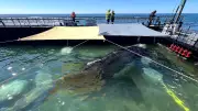 Experten: Ostsee-Wal wird im offenen Meer sterben