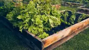 Expertenrat: Warum die Höhe Ihres Hochbeets über den Ernteerfolg entscheidet