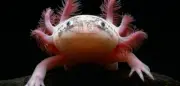 Familienalltag: Als unsere Tochter das Axolotl mitbrachte