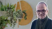 FDP Rostock setzt auf grüne Stadtgestaltung mit Blumenampeln und Babybäumen