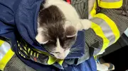 Feuerwehr Aschersleben befreit Katze aus angekipptem Fenster – Tierischer Rettungseinsatz