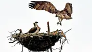 Fischadler kehren zurück: Nestbau in der Uckermark beobachtet