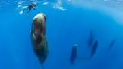 Forscher entschlüsseln Wal-Kommunikation: Verständnis von Walen ist 