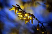 Forsythien-Pflege: Der perfekte Schnittzeitpunkt für üppige Frühlingsblüte