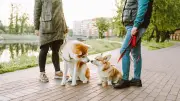 Freundschaft statt Zwang: Brauchen Hunde wirklich Artgenossen?
