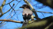Frühaufsteher aufgepasst: Vogelstimmenwanderung durchs Stargarder Bruch in Neubrandenburg