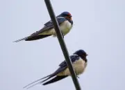 Frühlingsboten kehren zurück: Erste Schwalben in Thüringen gesichtet